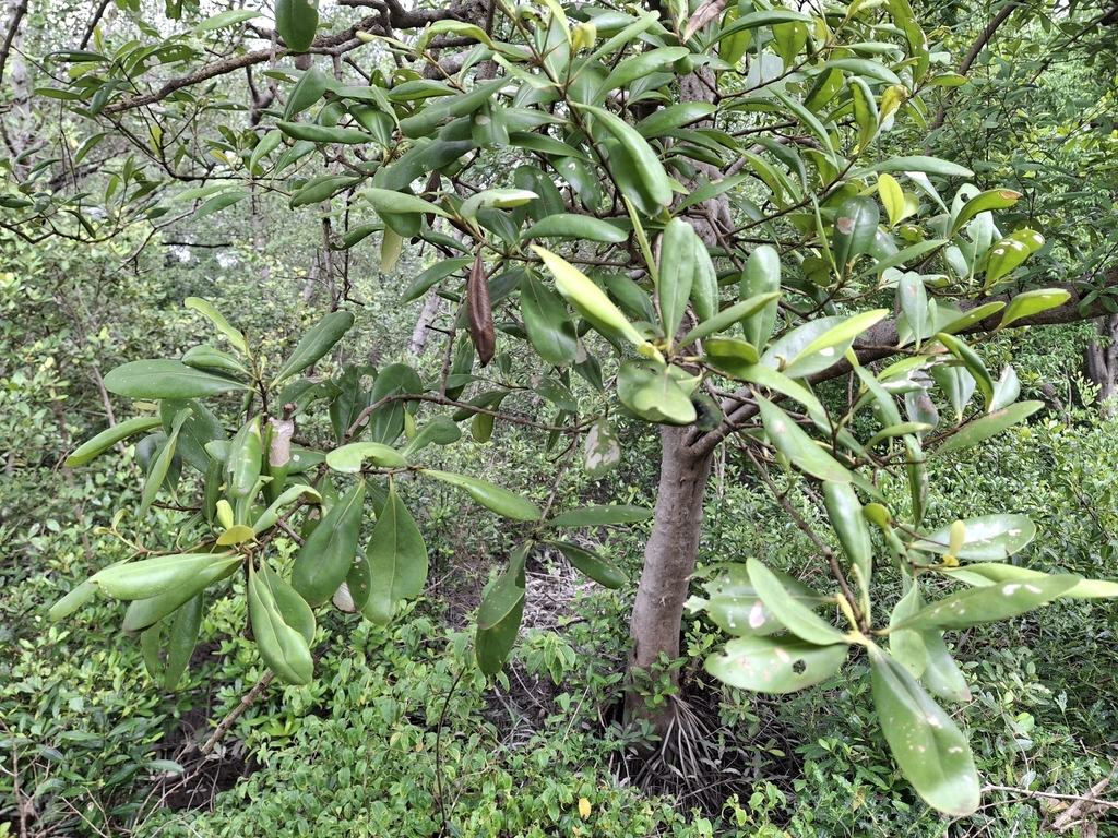 baen (Avicennia officinalis)