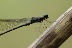 Melanesobasis flavilabris