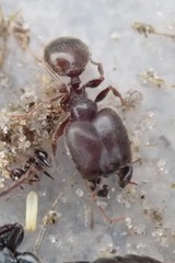 Pheidole liengmei