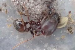 Pheidole liengmei