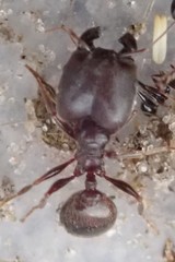 Pheidole liengmei