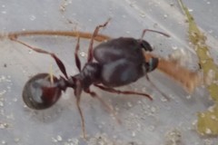 Pheidole liengmei