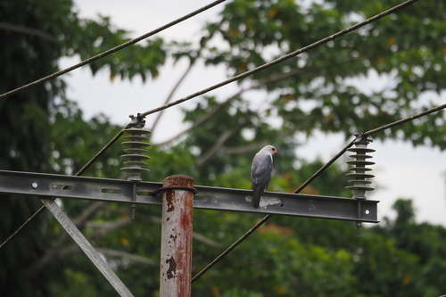 Accipiter poliocephalus observed 2026-03-06