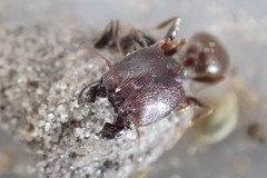 Pheidole liengmei