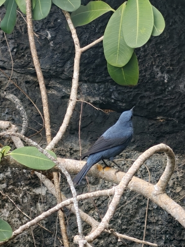 Blue Rock-Thrush