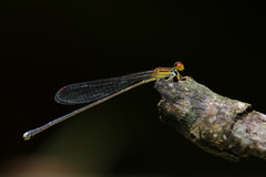 Nesobasis rufostigma