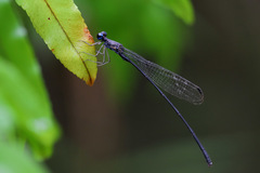 Melanesobasis mcleani