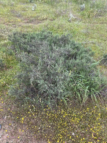 Palmer's goldenbush (Ericameria palmeri)