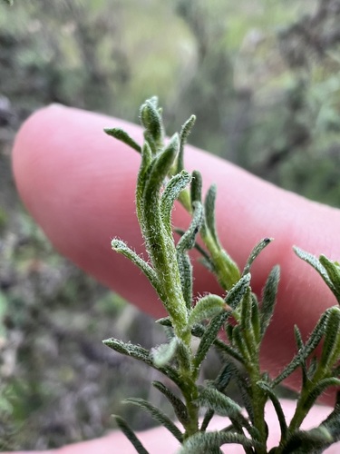 Ericameria palmeri, photograph 4
