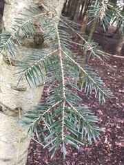 Abies nordmanniana
