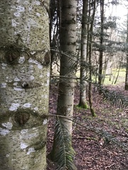Abies nordmanniana