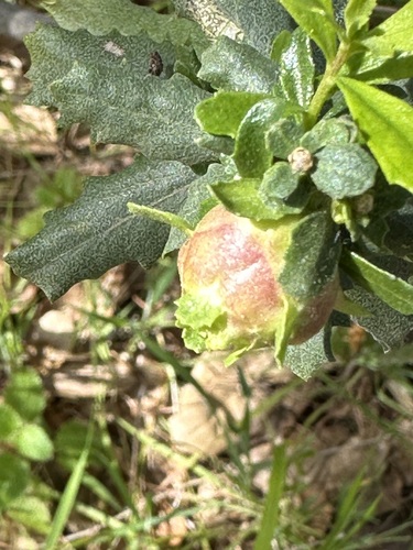 Unknown species found near Alameda County, CA, USA
