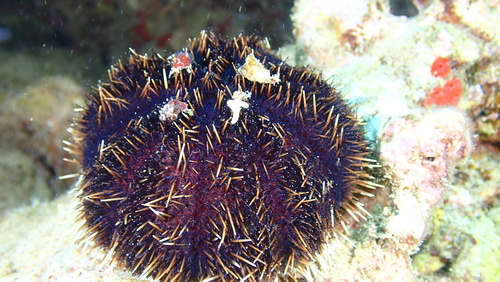 Tripneustes gratilla observed 2026-03-05