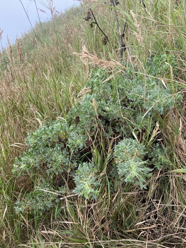 Pea shrub (Caragana jubata)