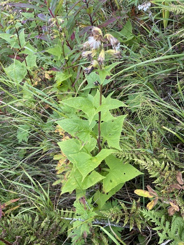 Halberd cacalia (Parasenecio hastatus)