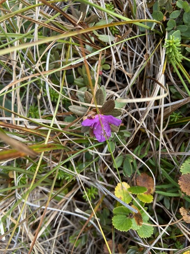 Lapland Azalea (Rhododendron lapponicum)