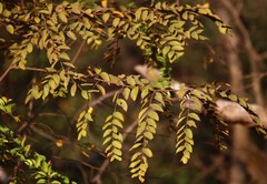 Ziziphus oenopolia