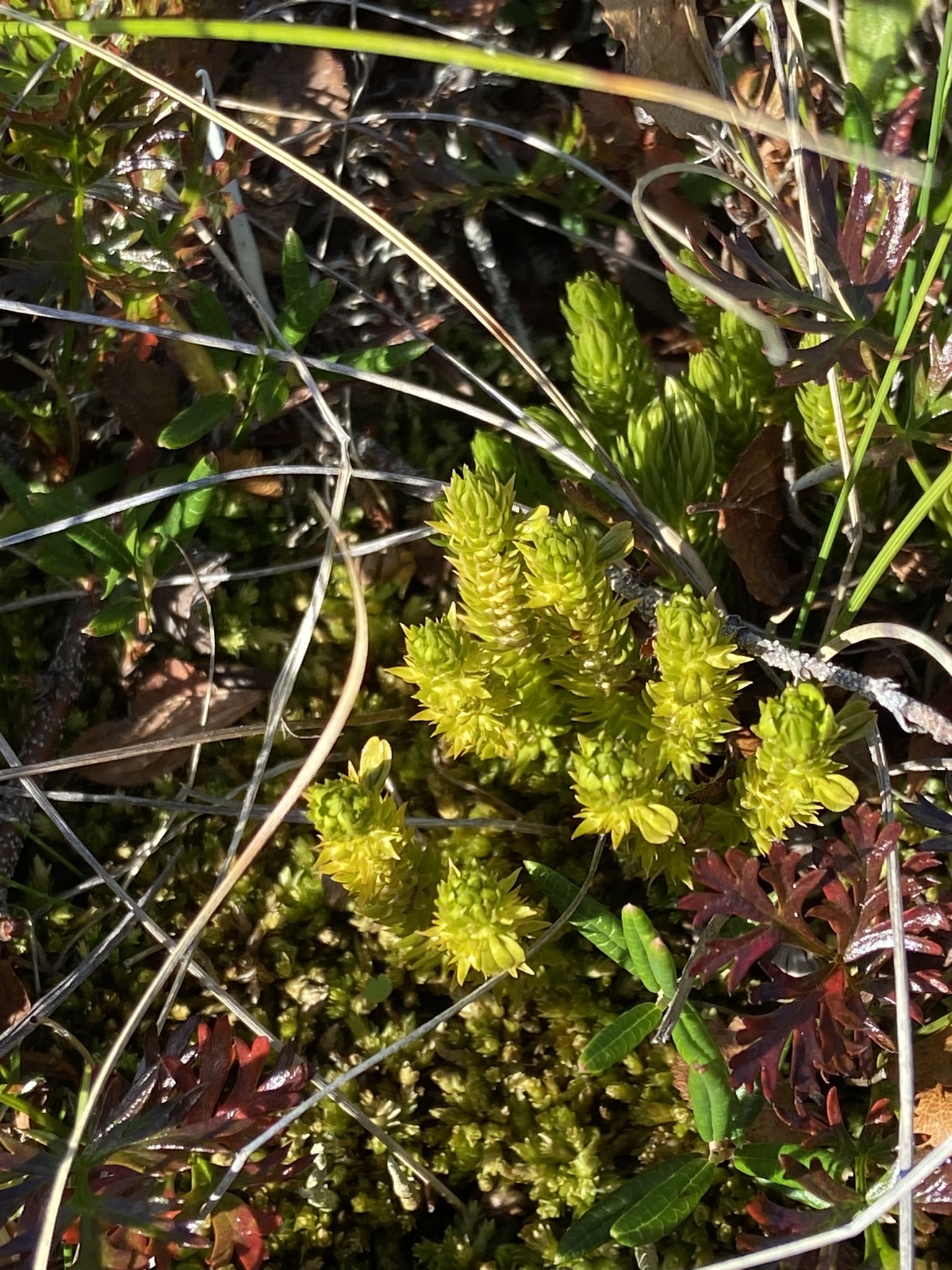 Arctic Firmoss (Huperzia arctica)