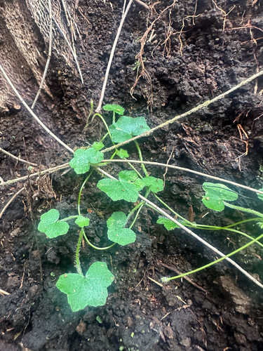 Hydrocotyle bowlesioides observed 2026-03-05