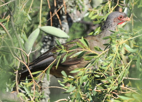 Chaco Chachalaca (Ortalis canicollis), photo 4