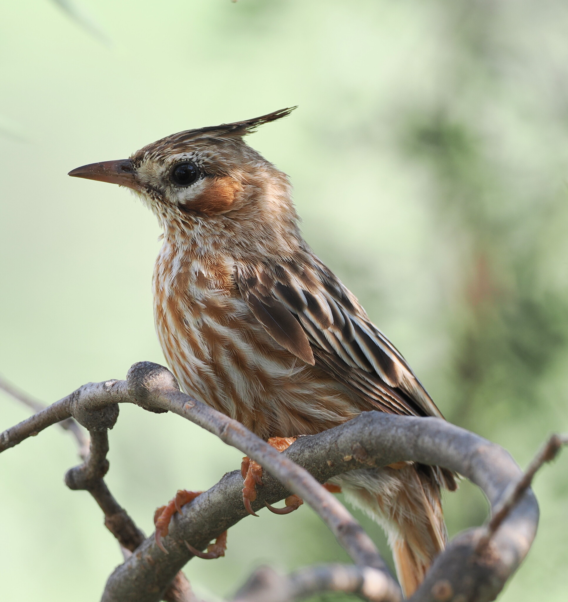 Lark-like Brushrunner (Coryphistera alaudina), photo 10