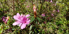Rhododendron kanehirai