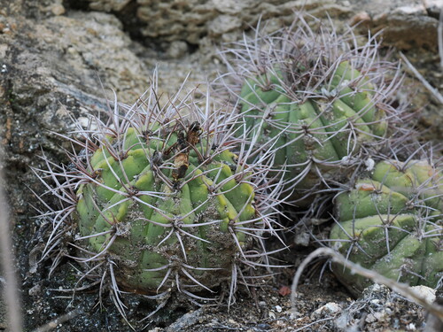 Gymnocalycium nigriareolatum