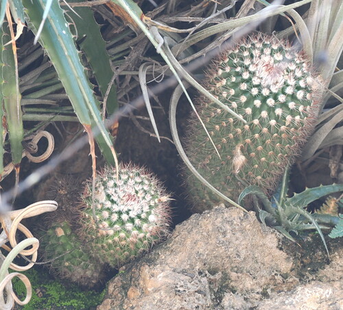 Golden Tom Thumb (Parodia microsperma)