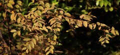 Ziziphus oenopolia