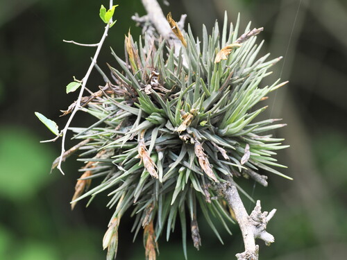 Tillandsia argentina, photograph 5