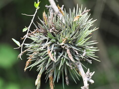 Tillandsia argentina, photograph (c) Rosario Douglas, some rights reserved (CC BY)