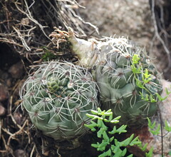 Gymnocalycium baldianum