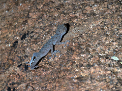 Ptyodactylus oudrii