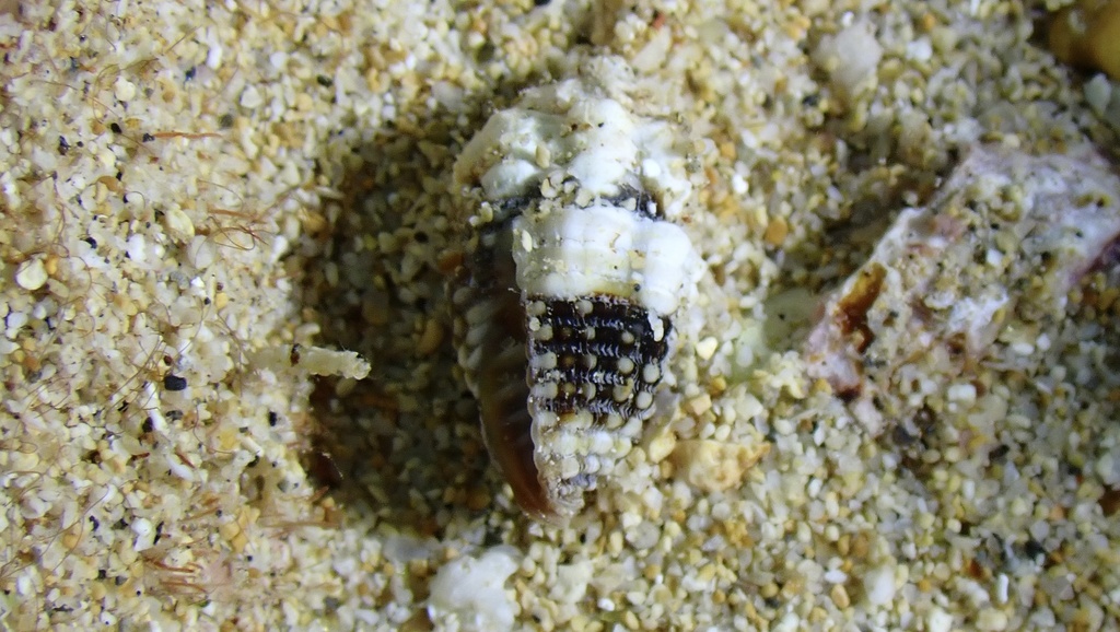 Condylomitra tuberosa