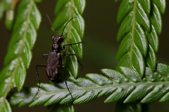 Polyrhanis vitiensis