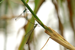 Indolestes vitiensis