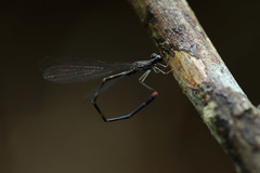 Melanesobasis flavilabris