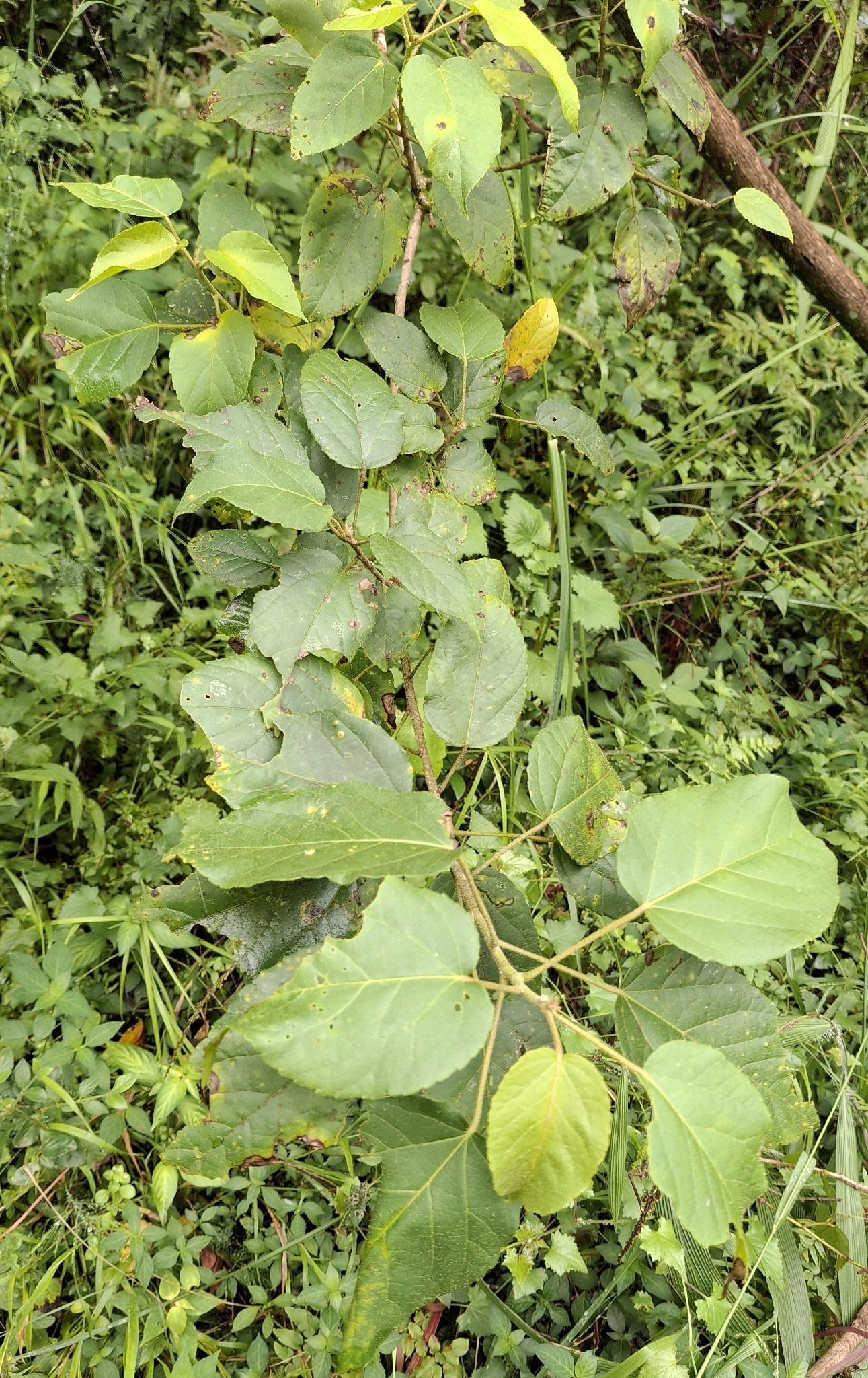 Imagem de Croton sylvaticus
