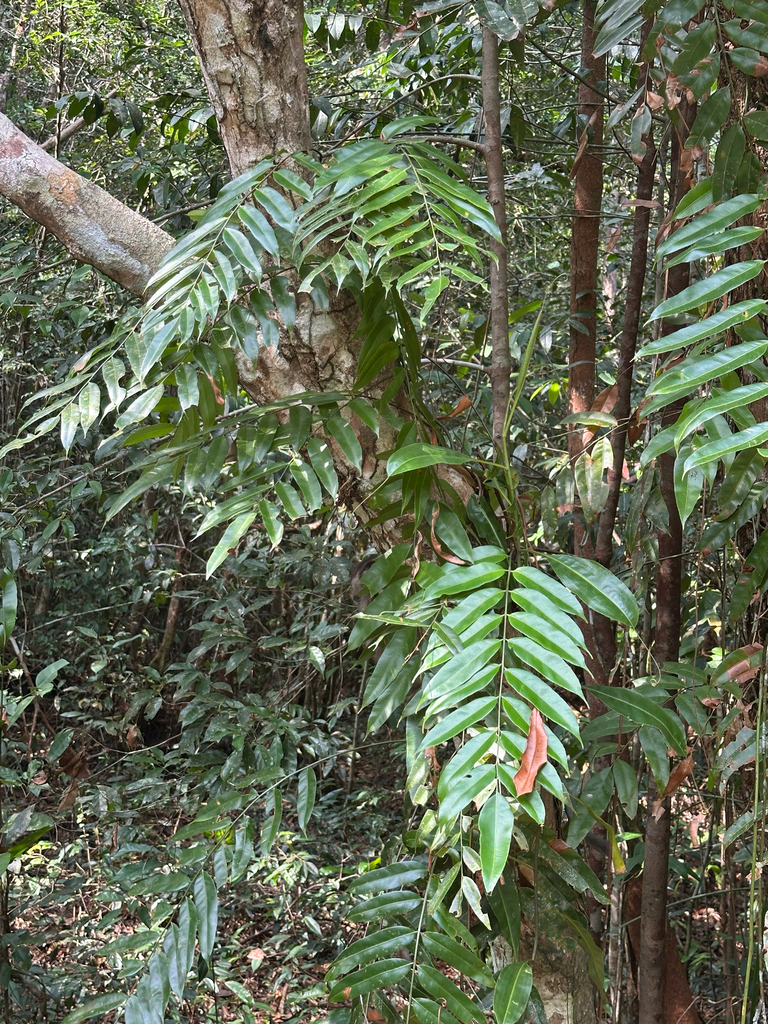 Lemidi (Stenochlaena palustris)