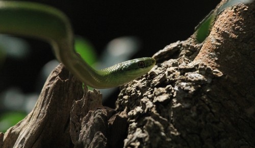 Brazilian Green Racer, Philodryas aestiva