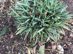 Dianthus caryophyllus