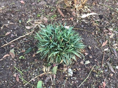 Dianthus caryophyllus