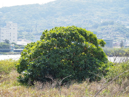 Cerbera manghas