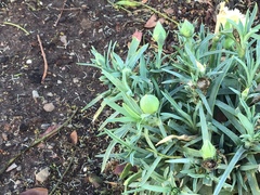 Dianthus caryophyllus