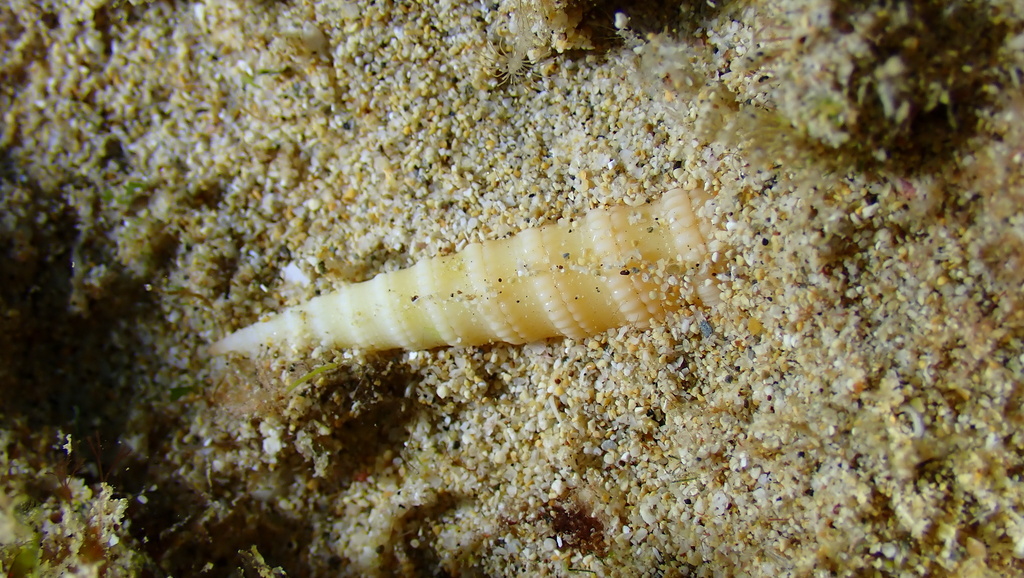 Terebra amanda