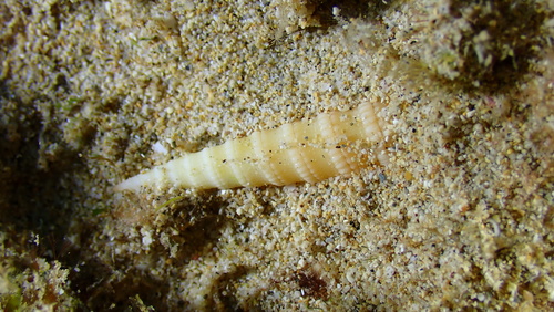 Terebra amanda