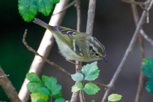 Lemon-rumped Warbler (Phylloscopus chloronotus)