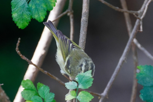 Lemon-rumped Warbler (Phylloscopus chloronotus), photo 2