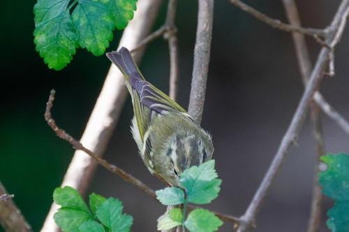 Lemon-rumped Warbler (Phylloscopus chloronotus), photo 6