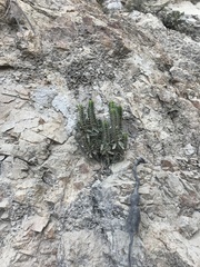 Tetramerium